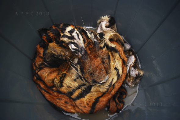 NASIB MALANG HARIMAU PINCANG