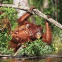 Demi Janji untuk Orangutan
