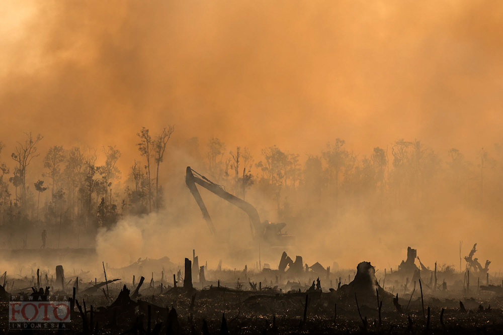 forest fires