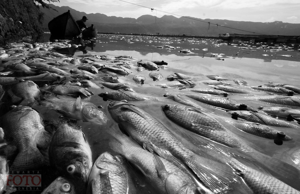 RISAU MANINJAU