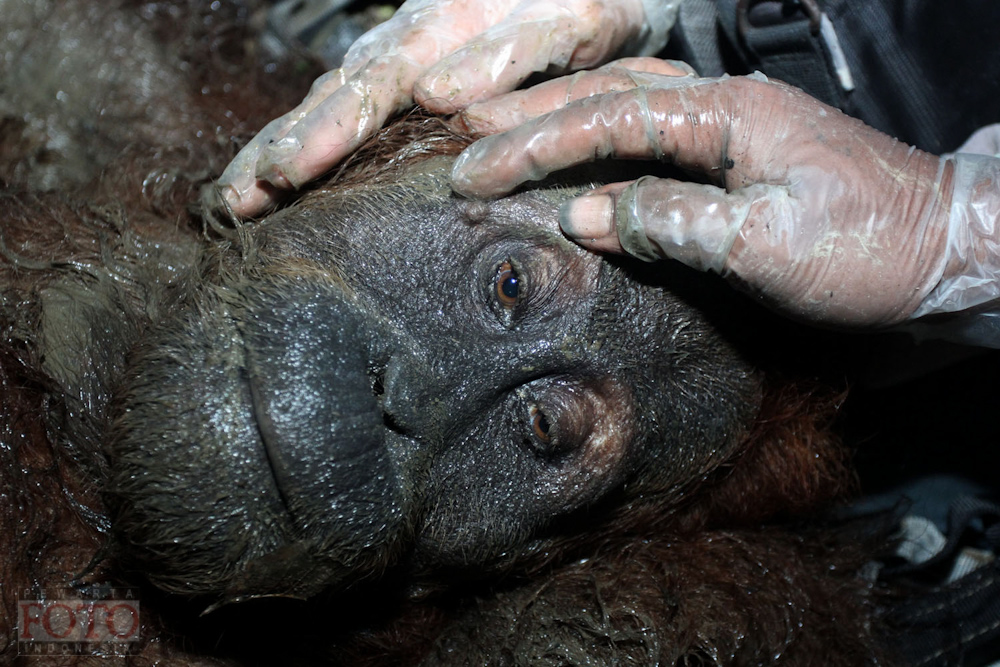 OIC menyelamatkan Orangutan Sumatera betina berumur 15 tahun karena terisolasi di perkebunan warga.