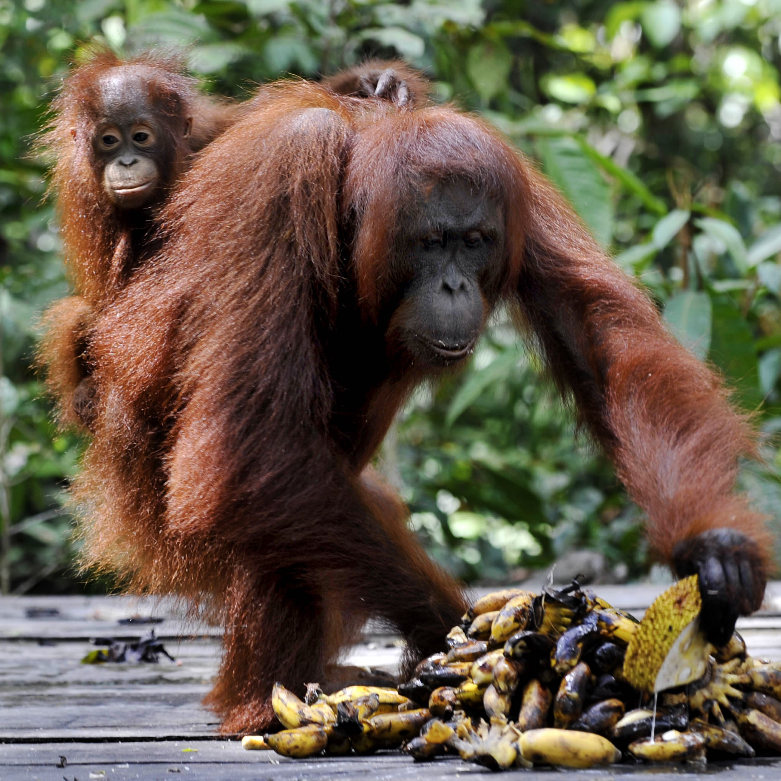 Seekor Orangutan bersama anaknya makan buah di Taman Nasional Tanjung Puting, Kalimantan Tengah