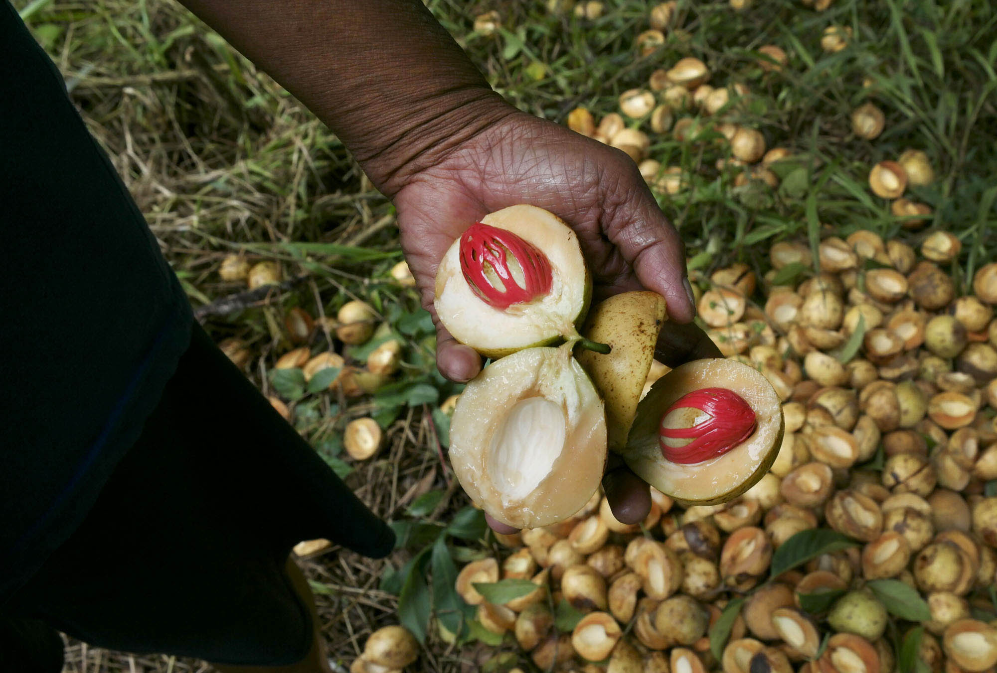 Pala, satu dari tiga rempah-rempah bernilai paling tinggi pada abad 15-16 adalah hasil bumi Ternate.