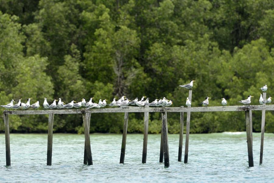 Burung Camar berjajar di pantau teluk sulaiman, Biduk Biduk, Berau