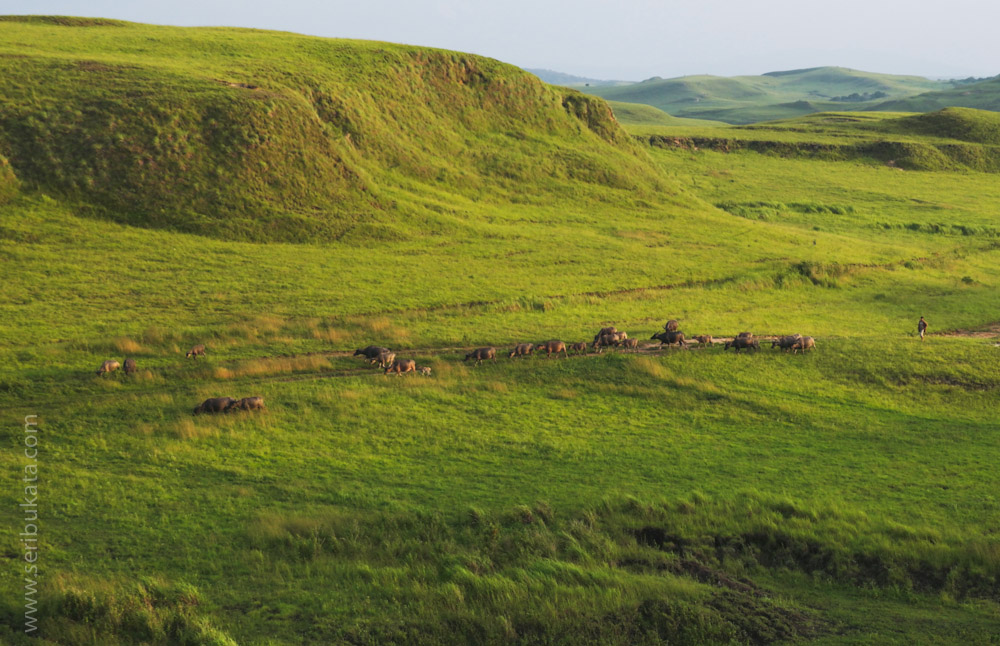 Sabana yang luas di daerah Sumba Timur.