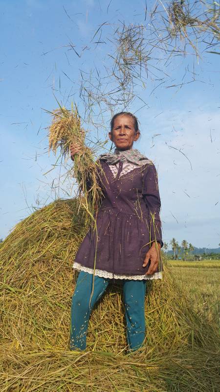 Seorang buruh tani berpose saat menggiling padi di kawasan Poriaha, Kabupaten Tapanuli Tengah
