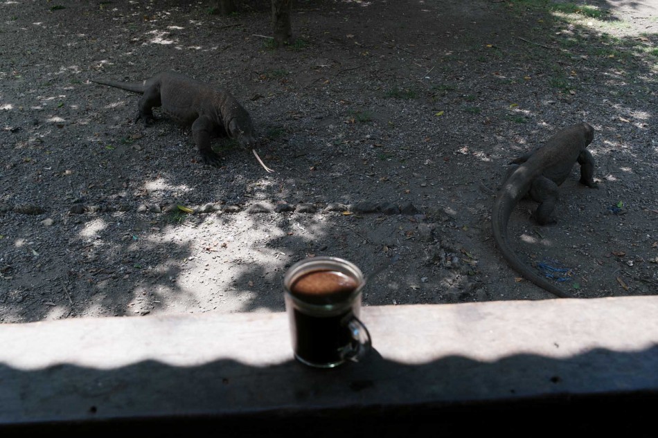 Menikmati secangkir kopi panas ditemani dua ekor komodo