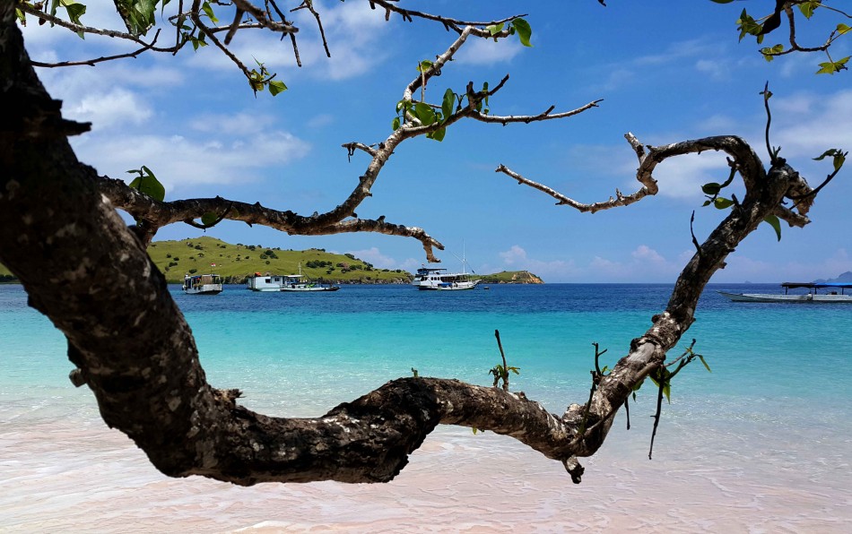 Pesona keindahan pink beach pulau Komodo